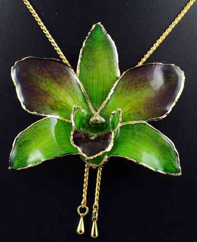 Orchidee Dendrobium Grün-Kastanie