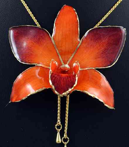 Orchidee Dendrobium Orange