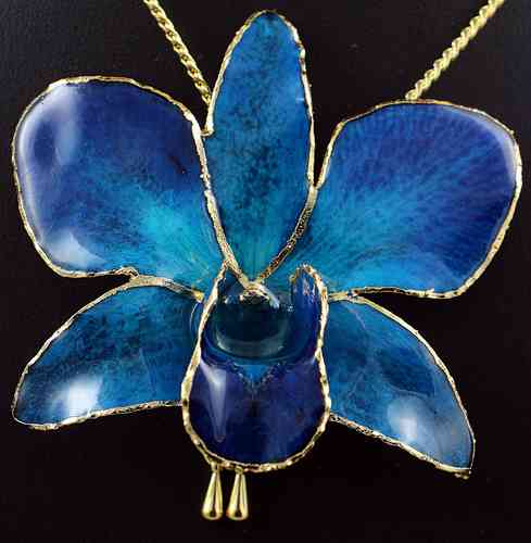 Orchidee Dendrobium Blau