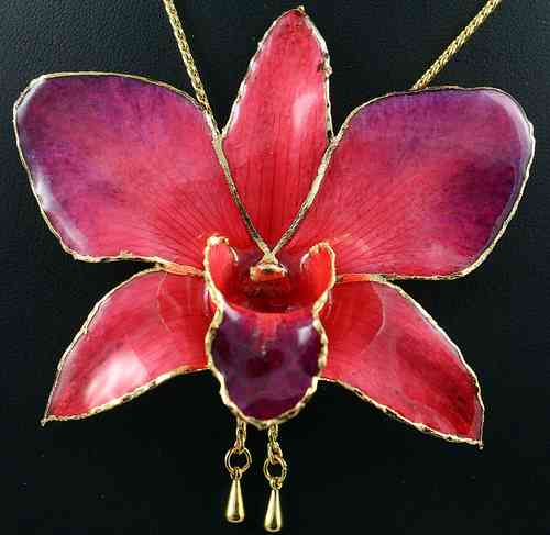 Orchidee Dendrobium Millenium