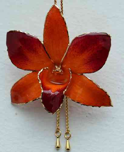 Orchidee Dendrobium Orange-Bordeaux