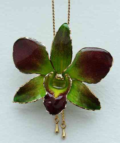 Orchidee Dendrobium Grün-Kastanie